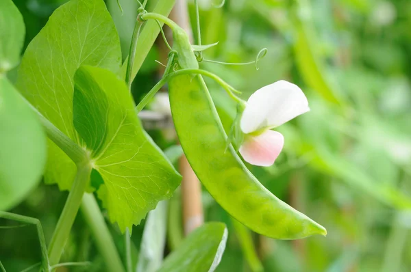 Growing snow peas — Stock Photo, Image