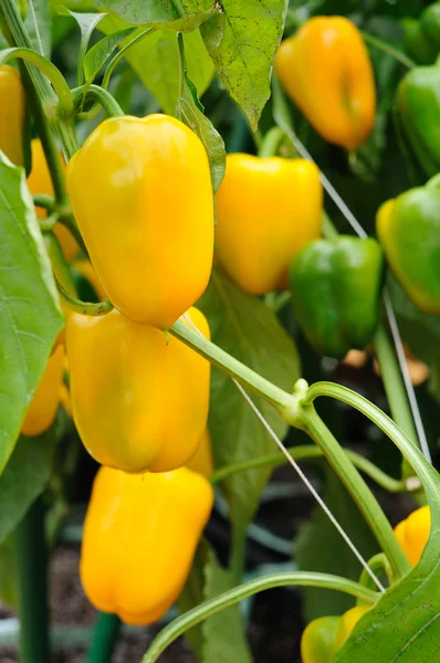 Growing yellow pepper — Stock Photo, Image