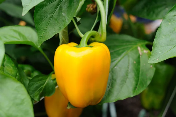 Cultivando pimentão amarelo — Fotografia de Stock