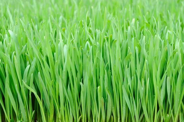 Pšenice tráva — Stock fotografie