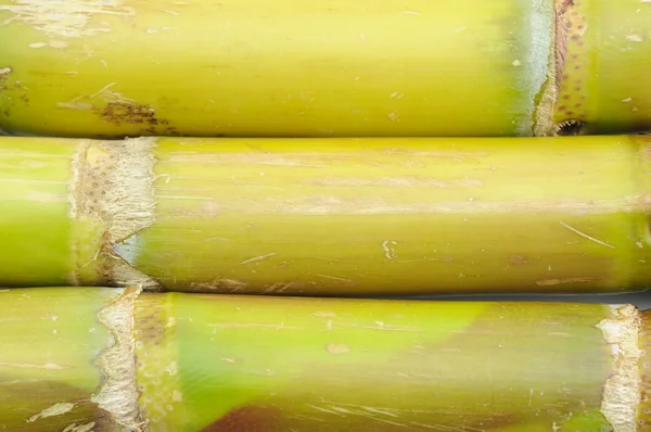 Sugar cane background — Stock Photo, Image