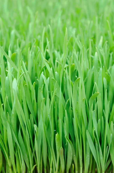 밀 잔디 — 스톡 사진