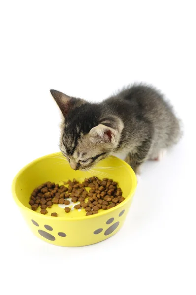 Kitty eating dry food — Stock Photo, Image