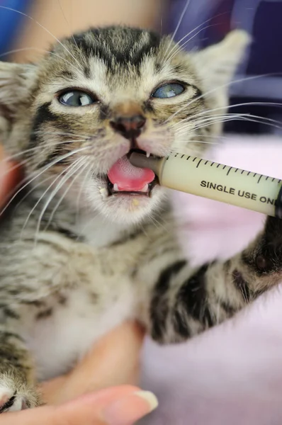 Feeding kitty — Stock Photo, Image