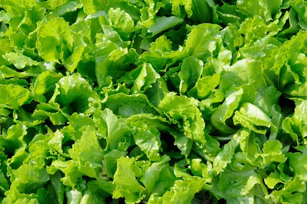Italian lettuce leaves — Stock Photo, Image