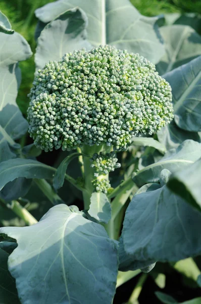 Cabeza en crecimiento de brócoli — Foto de Stock