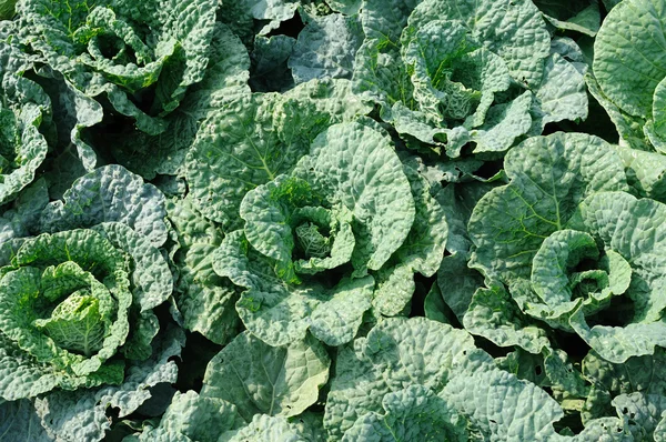 Cabbage head — Stock Photo, Image