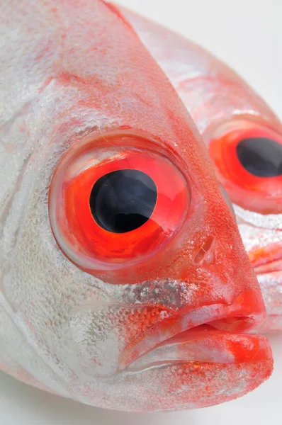 Peces de ojos grandes — Foto de Stock