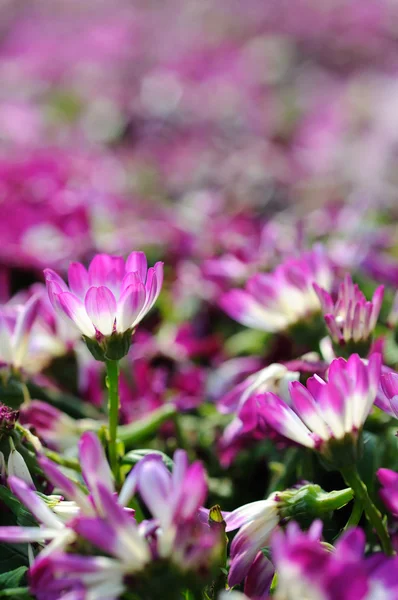 cineraria yakın çekim