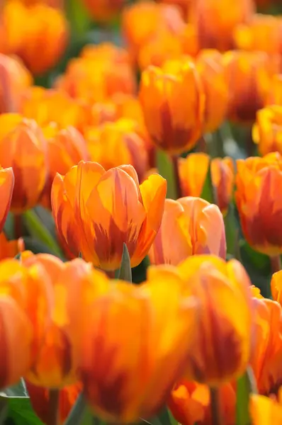 Tulipanes naranjas — Foto de Stock