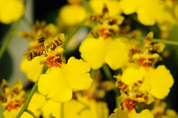 stock image Yellow dancing lady orchid