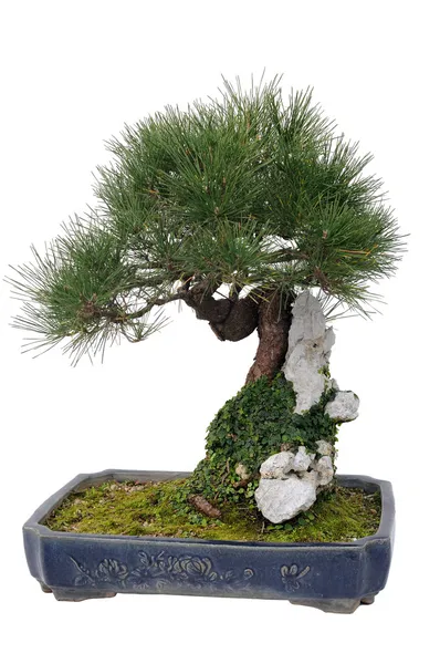 Albero bonsai cinese — Foto Stock