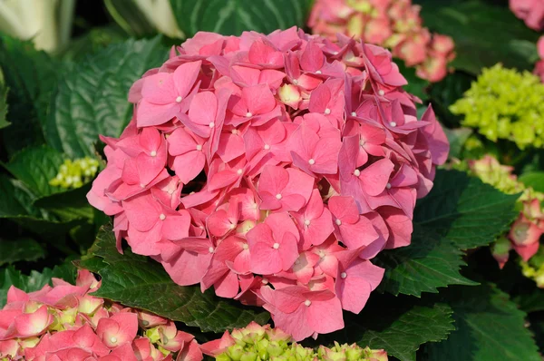 Pink hydrangea macrophylla — Stock Photo, Image