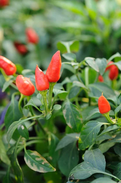 Chili peperplant — Stockfoto