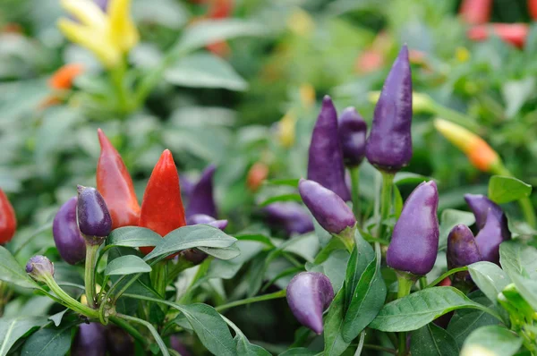 Chili peperplant — Stockfoto