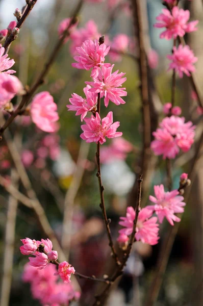 stock image Peach flowers