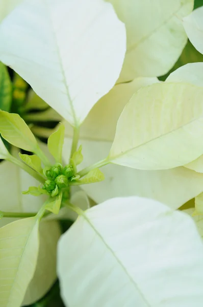 Flores brancas poinsettia — Fotografia de Stock