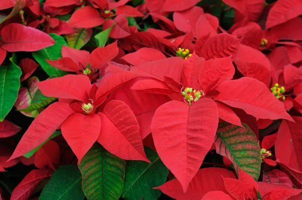 Closeup květiny červené vánoční hvězda — Stock fotografie