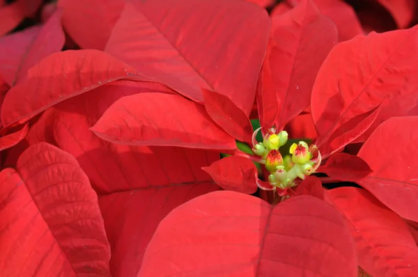 Röda julstjärna blomma närbild — Stockfoto