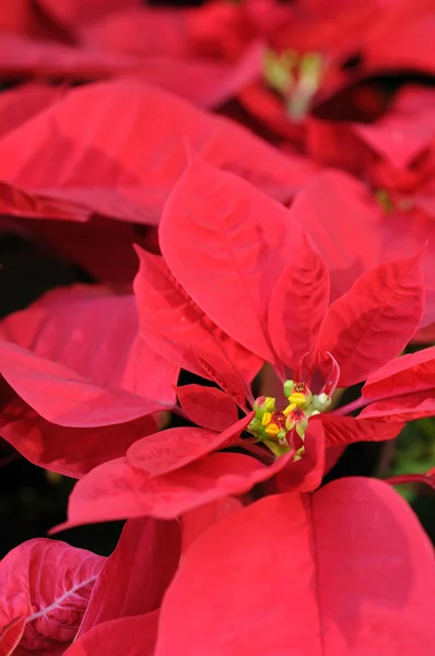 Flores poinsettia vermelhas close-up — Fotografia de Stock