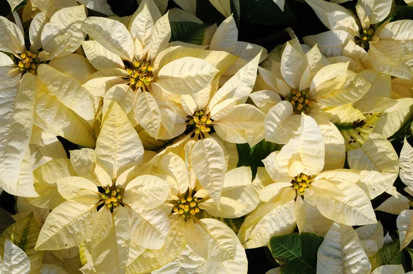 Flores de poinsettia blanca — Foto de Stock