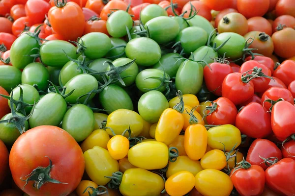 Tomates colorées assorties — Photo