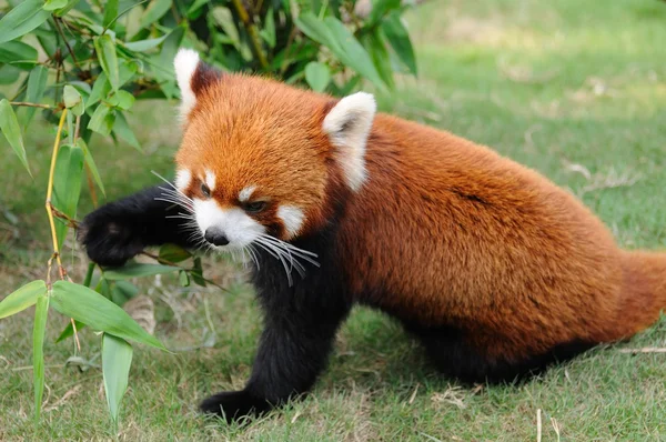 stock image Red panda