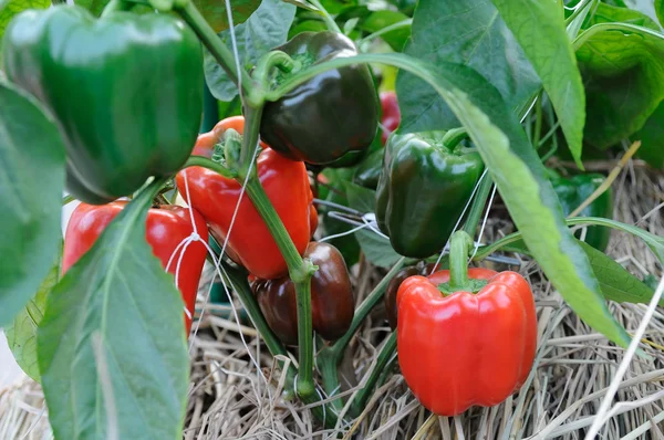 Pěstování papriky — Stock fotografie