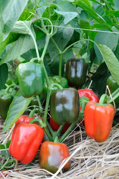 Cultivo de pimenta vermelha — Fotografia de Stock