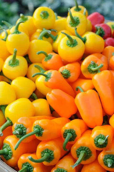 Πολύχρωμες πιπεριές — Φωτογραφία Αρχείου