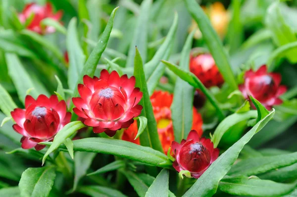 Rode helichrysum bracteatum — Stockfoto