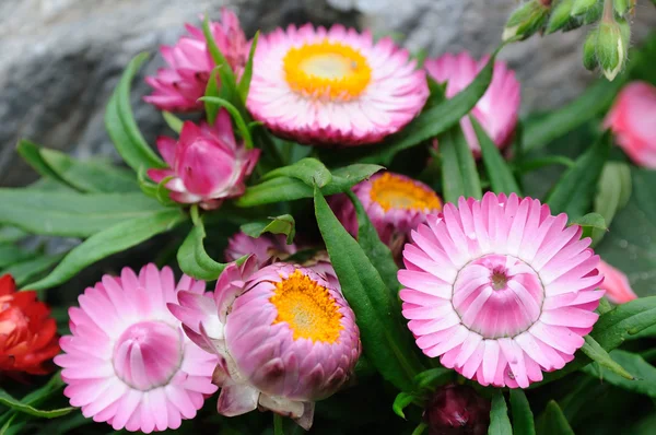 Pink helichrysum bracteatum — Stock Photo, Image