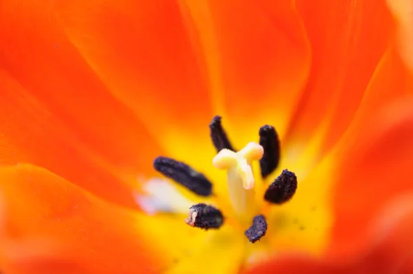 Orange tulip pistil — Stock Photo, Image