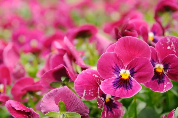 Violet pansy — Stock Photo, Image