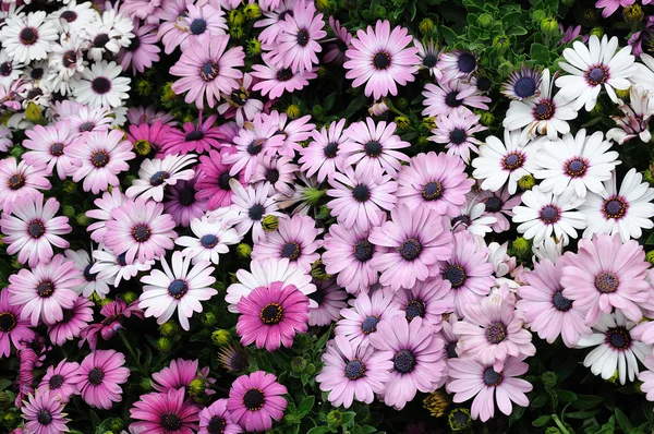 Purple and white daisies — Stock Photo, Image