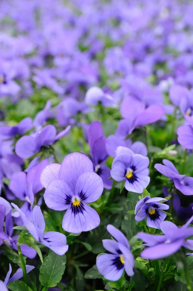 Violett pansy — Stockfoto