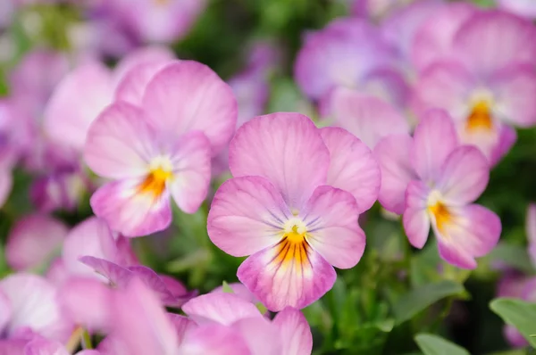 Roze viooltje — Stockfoto