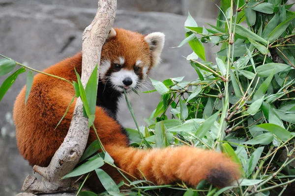 Rød panda stockfoto