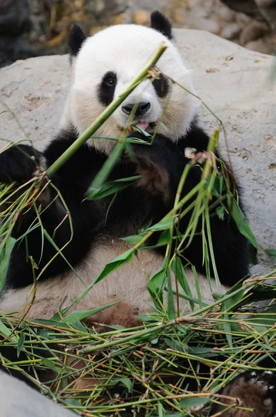 Dev panda Stok Fotoğraf