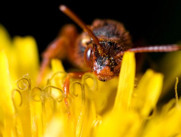 뻐꾸기 꿀벌 — 스톡 사진