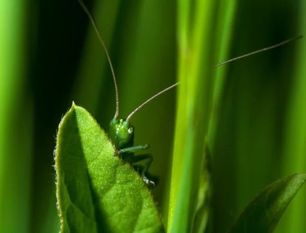 Hidden katydid — Stock Photo, Image
