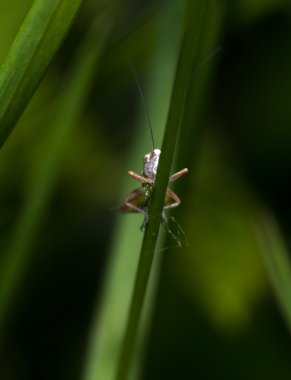 Katydid