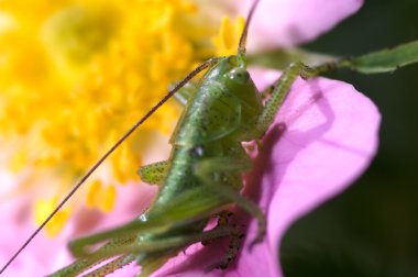 katydid üzerinde yaban gülü