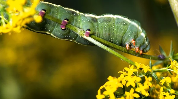 stock image Larva of Butterfly