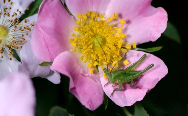 Katydid on wild rose — Stock Photo, Image