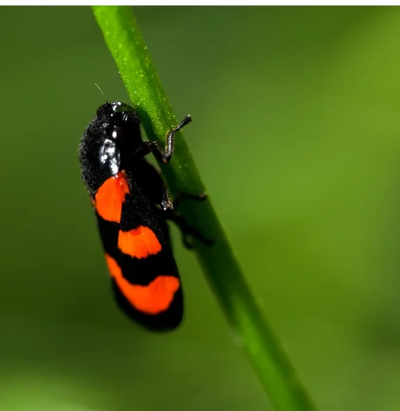 Помаранчева і червона комахи — стокове фото