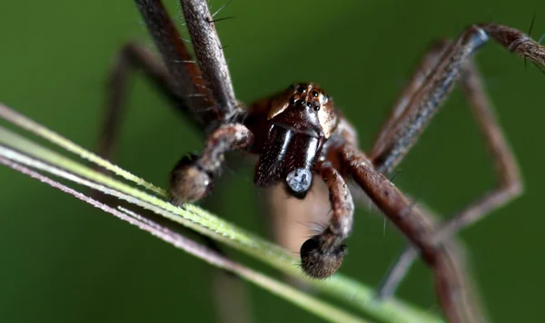 Closeup αράχνη — Φωτογραφία Αρχείου