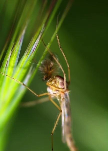 Closeup de mosquito — Fotografia de Stock
