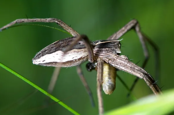 Αράχνη τρώει μια κάμπια — Φωτογραφία Αρχείου