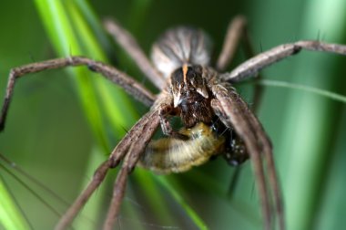 bir larva yiyen örümcek